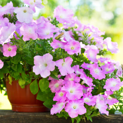 spring-petunia-1