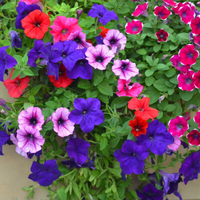 spring-petunia-2