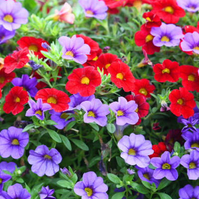 spring-petunia-3