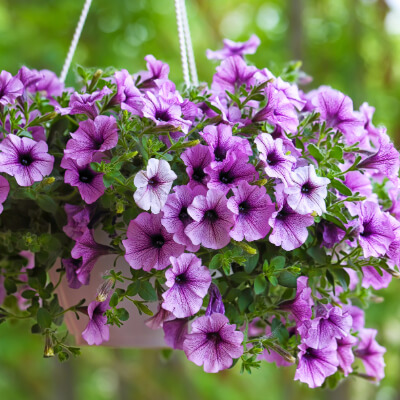 spring-petunia-4