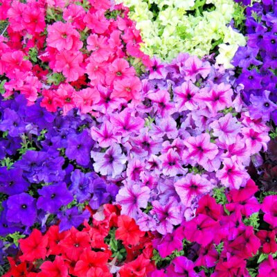 spring-petunia-5
