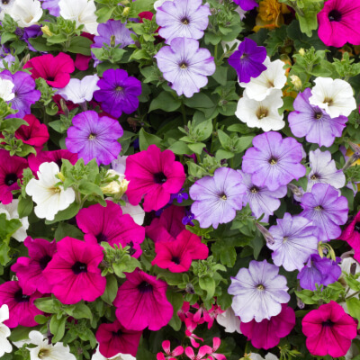spring-petunia-6