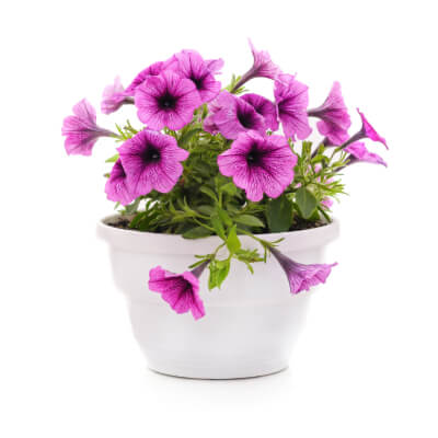 spring-petunia