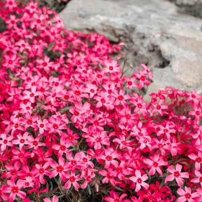 spring-phlox-6