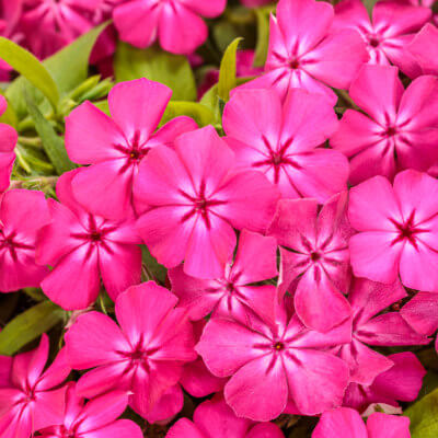 spring-phlox-8