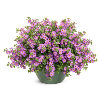 spring-phlox