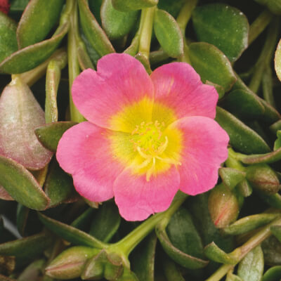 spring-portulaca-1