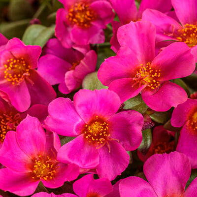 spring-portulaca-2