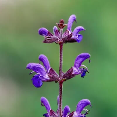 spring-salvia-1