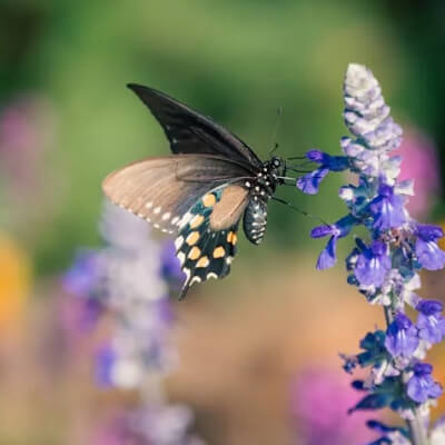 spring-salvia-10