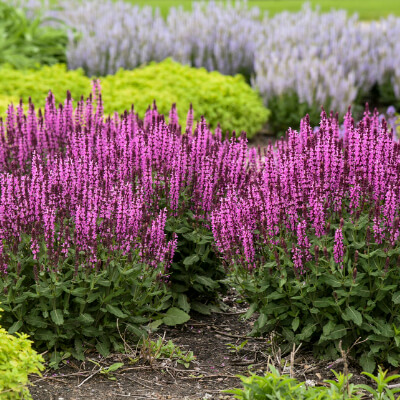 spring-salvia-6
