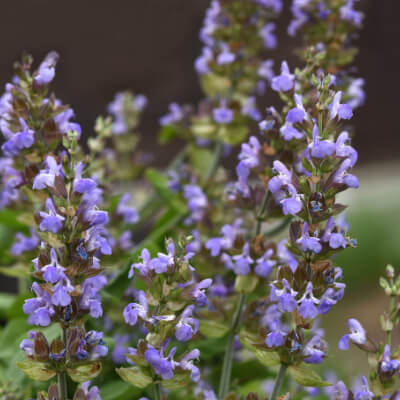 spring-salvia-8