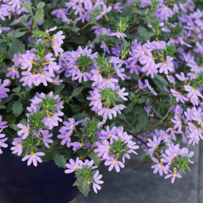 spring-scaevola-3