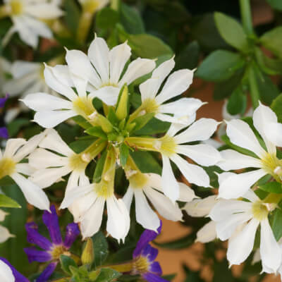 spring-scaevola-9