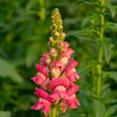 spring-snapdragon-1