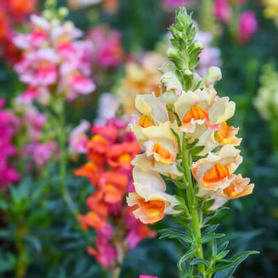 spring-snapdragon-2