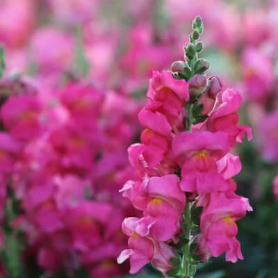 spring-snapdragon-3