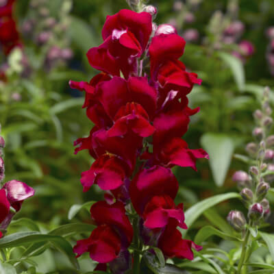 spring-snapdragon-4