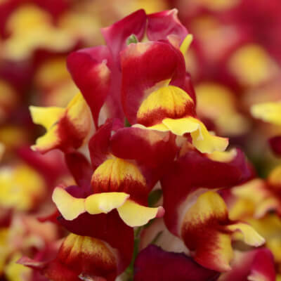 spring-snapdragon-5