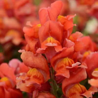 spring-snapdragon-6