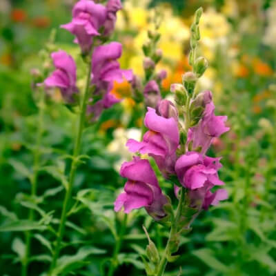 spring-snapdragon-7