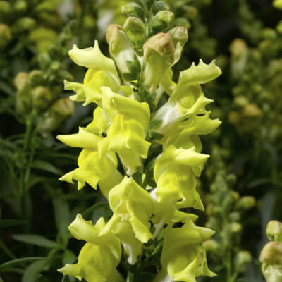 spring-snapdragon-8