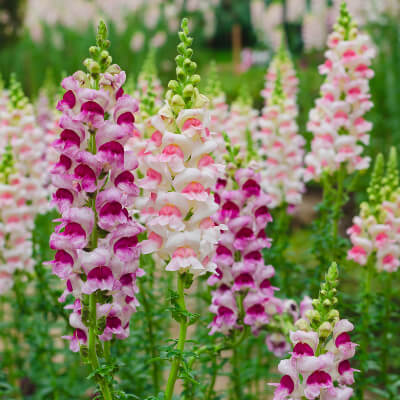 spring-snapdragon-9
