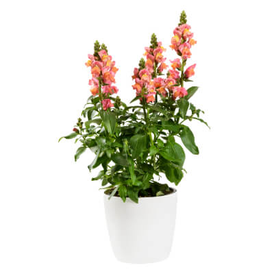 spring-snapdragon