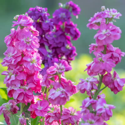 spring-stock-3