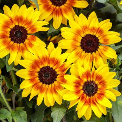 spring-sunflower-2
