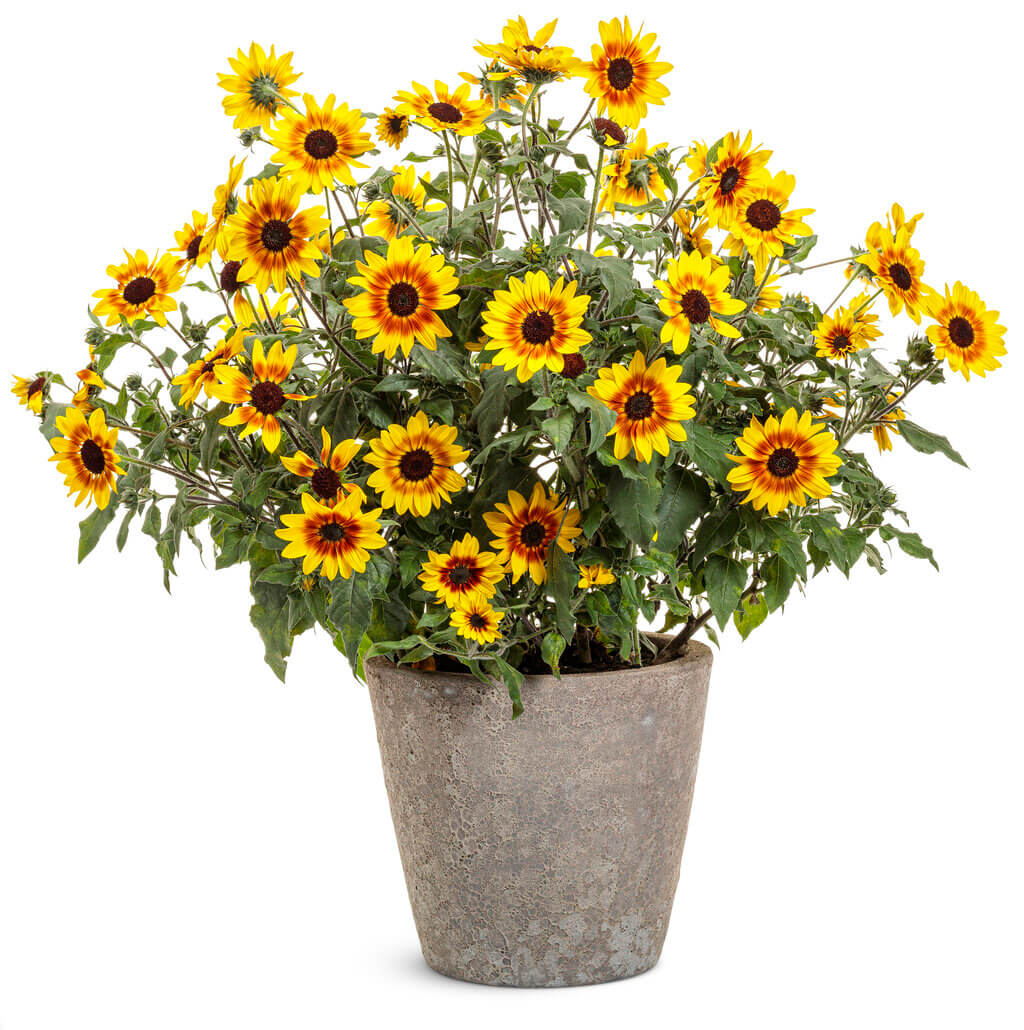 spring-sunflower-3
