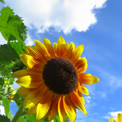 spring-sunflower-6