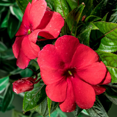 spring-sunpatiens-1
