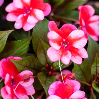 spring-sunpatiens-5
