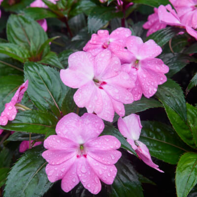 spring-sunpatiens-6