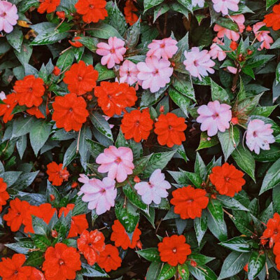 spring-sunpatiens-8