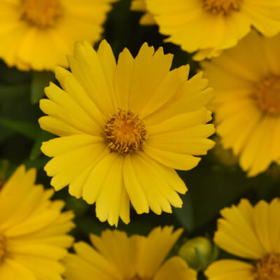 spring-tickseed-2