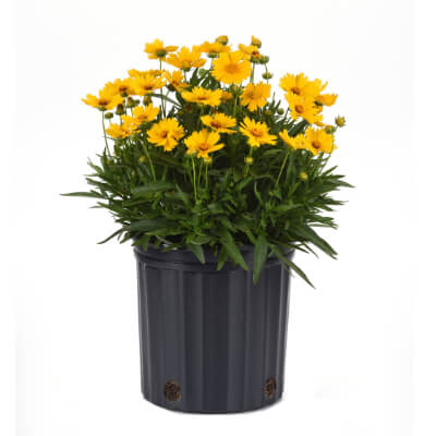 spring-tickseed