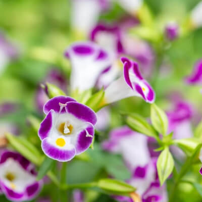 spring-torenia-2