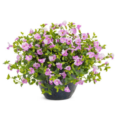 spring-torenia