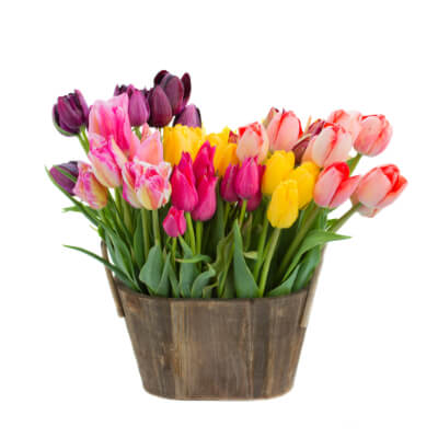 spring-tulips