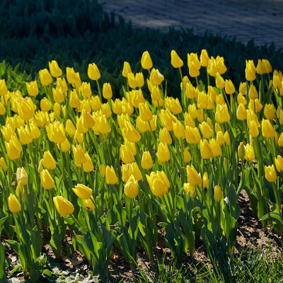 spring-tulips-9