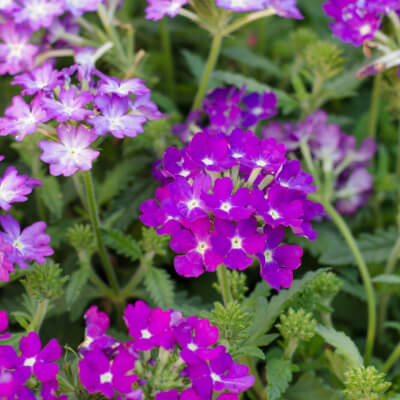 spring-verbena-3