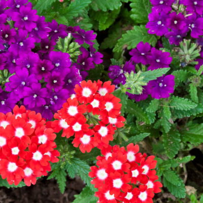 spring-verbena-4