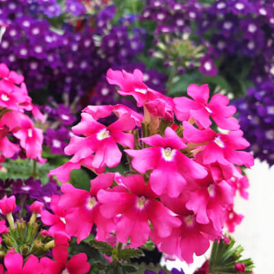 spring-verbena-5