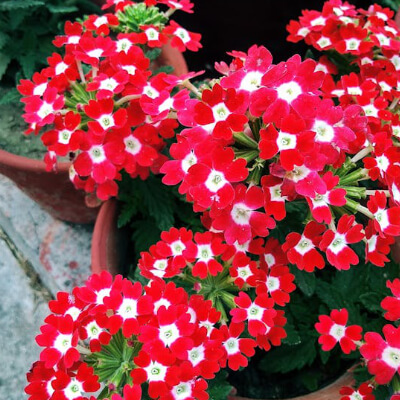 spring-verbena-7