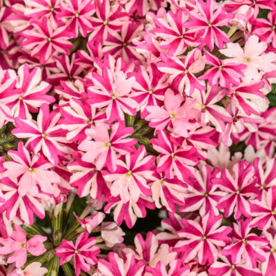 spring-verbena-8