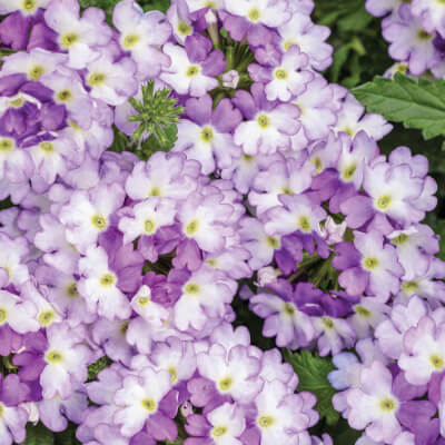 spring-verbena-9