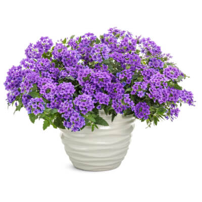 spring-verbena