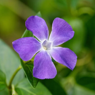 spring-vinca-13